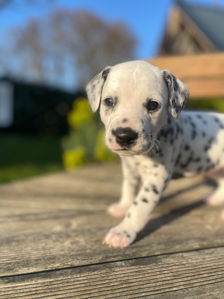 Du Pays Noir De Briere - Chiots disponibles - Dalmatien